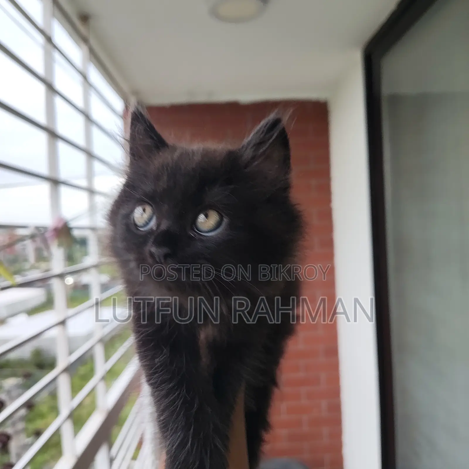 1-3 months Male Mixed Breed Persian
