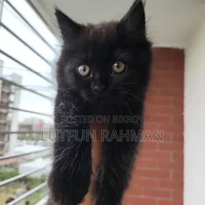 1-3 months Male Mixed Breed Persian
