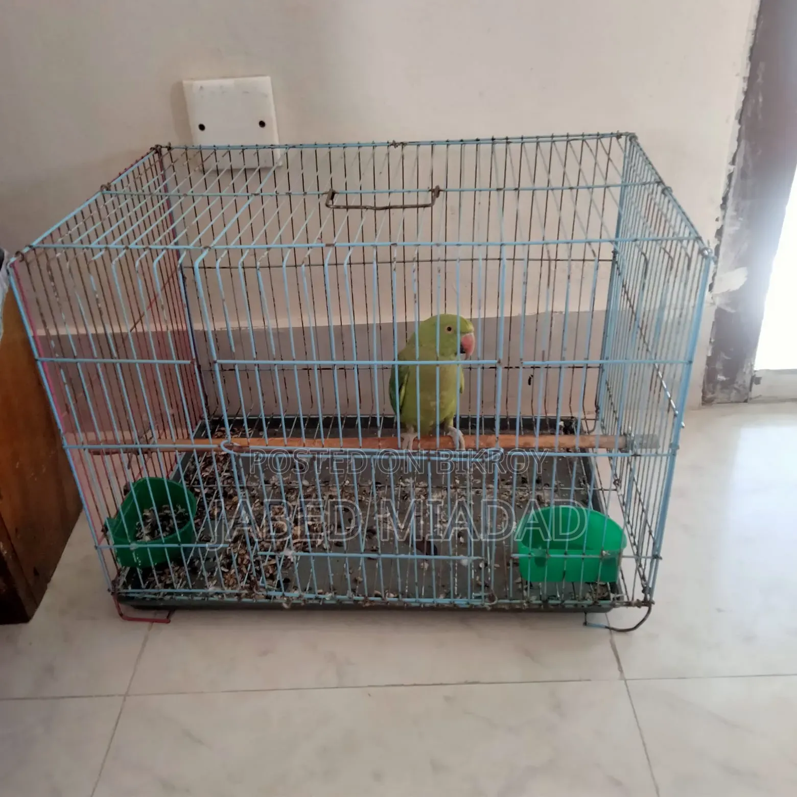 বিক্রির জন্য সুস্থ এবং সুন্দর পোষা টিয়া পাখি