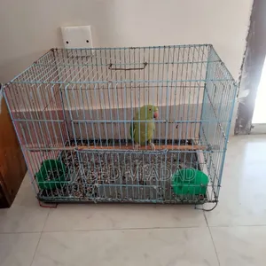 বিক্রির জন্য সুস্থ এবং সুন্দর পোষা টিয়া পাখি