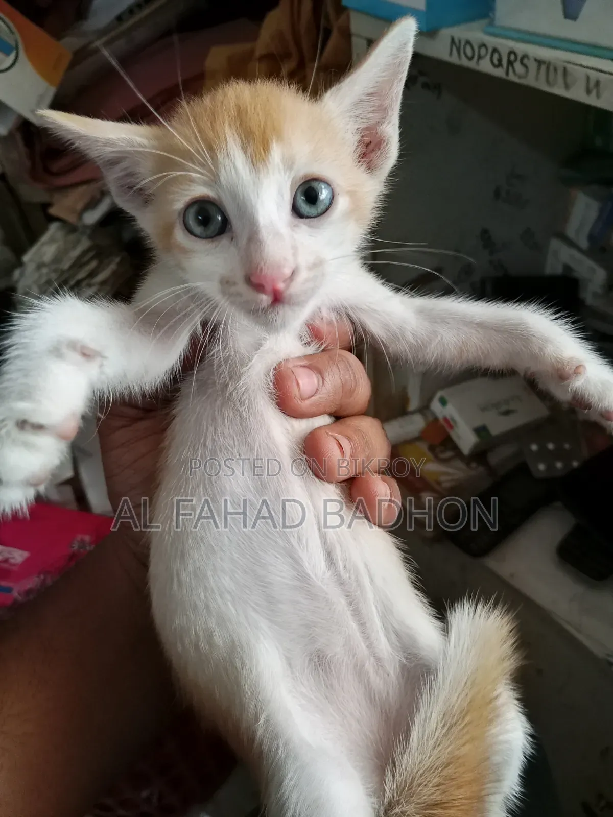 1-3 months Male Purebred Bengal