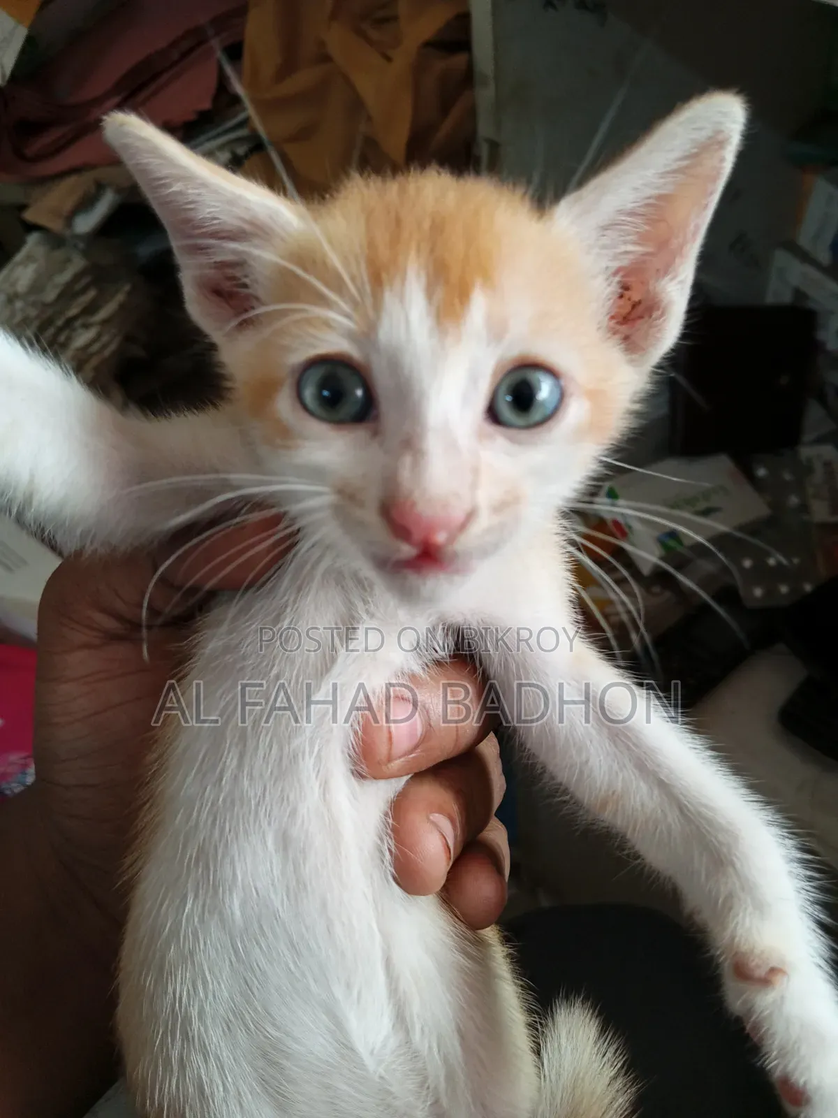 1-3 months Male Purebred Bengal
