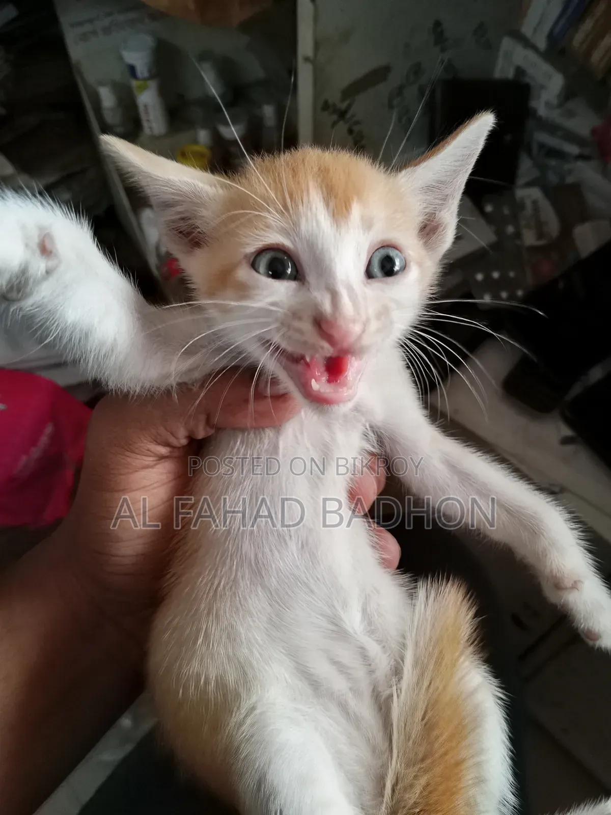 1-3 months Male Purebred Bengal