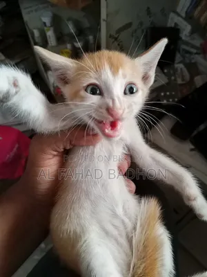 1-3 months Male Purebred Bengal