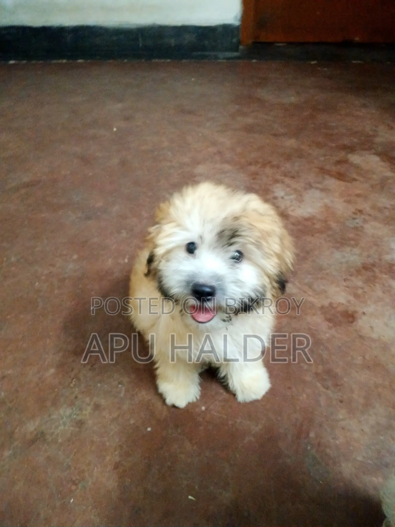 1-3 Months Female Purebred Lhasa Apso