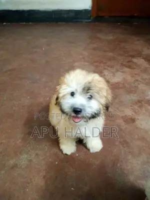 1-3 Months Female Purebred Lhasa Apso