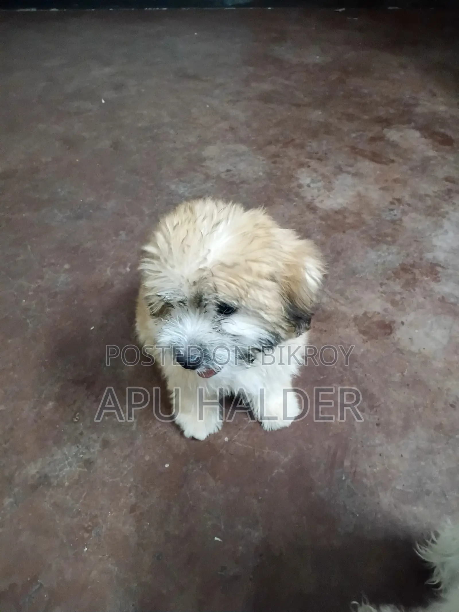 1-3 Months Female Purebred Lhasa Apso
