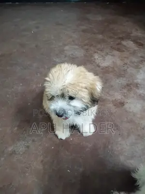 1-3 Months Female Purebred Lhasa Apso