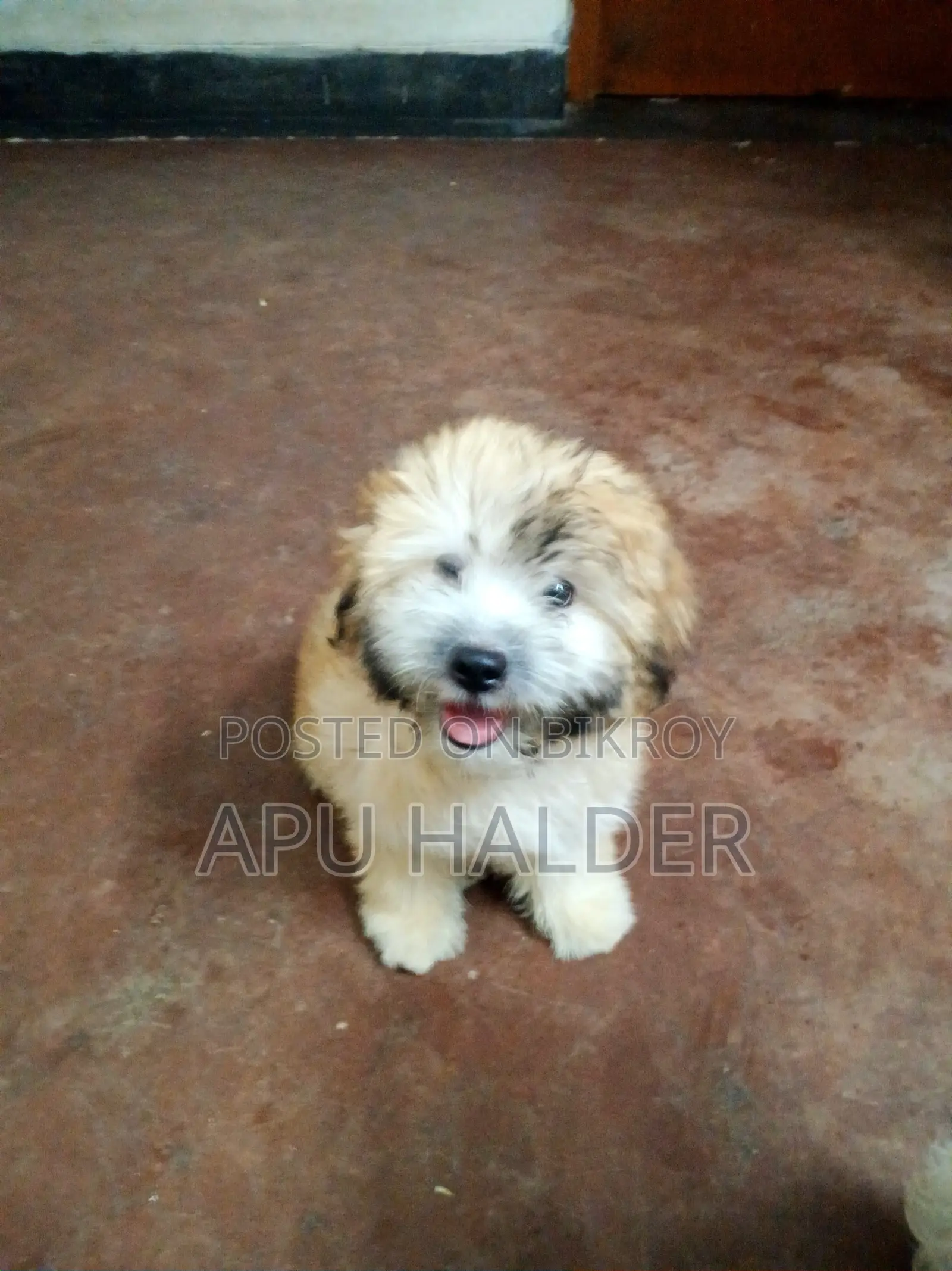 1-3 Months Female Purebred Lhasa Apso