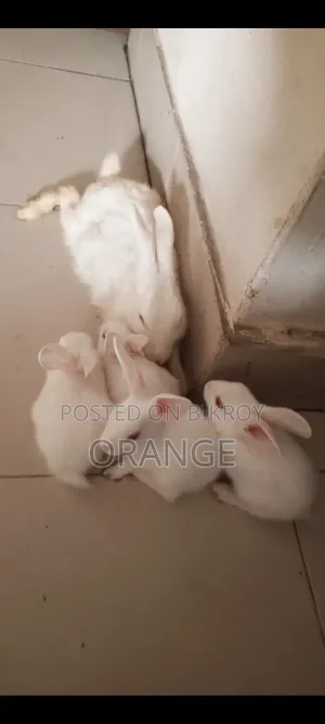 Rabbit খরগোশ
