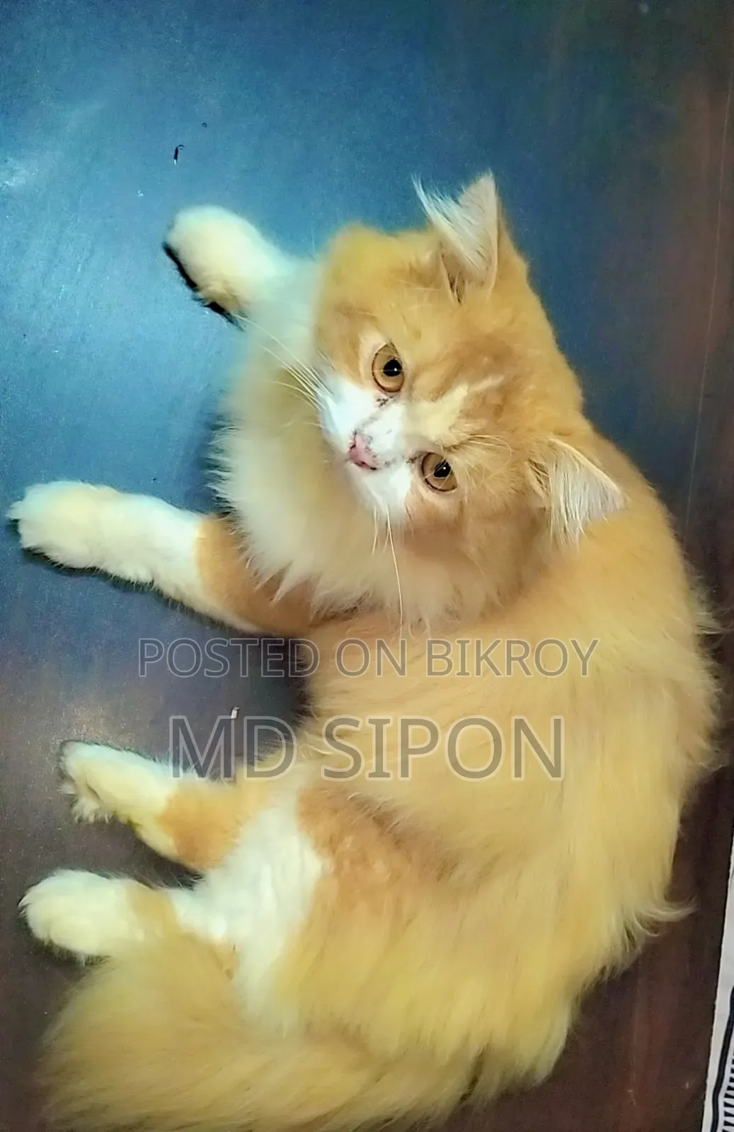 ১+ বছরের পুরুষ পিওরব্রেড পার্সিয়ান