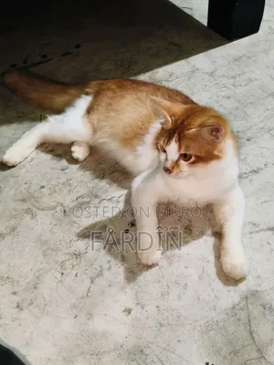 ৬-১২ মাসের নর মিক্সড ব্রিড পার্সিয়ান বিড়াল