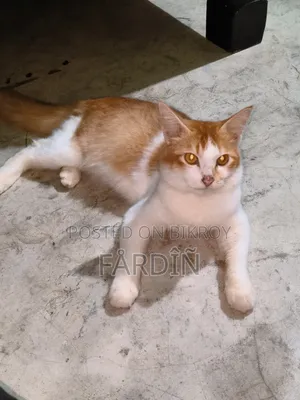 ৬-১২ মাসের নর মিক্সড ব্রিড পার্সিয়ান বিড়াল