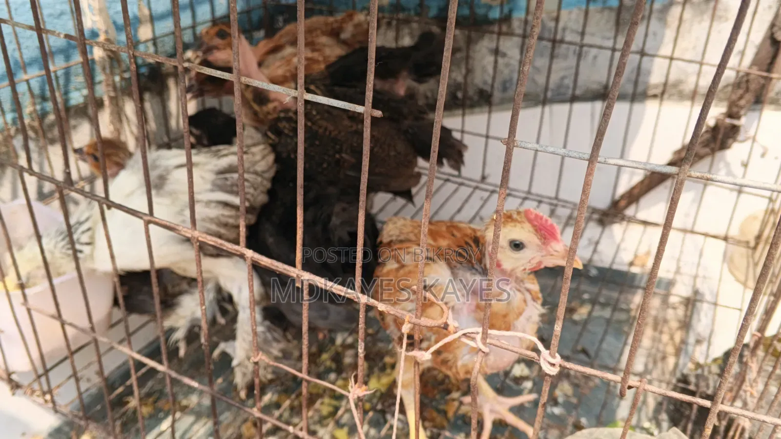 Local Chicken Chick