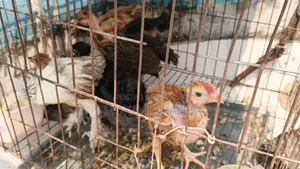 Local Chicken Chick