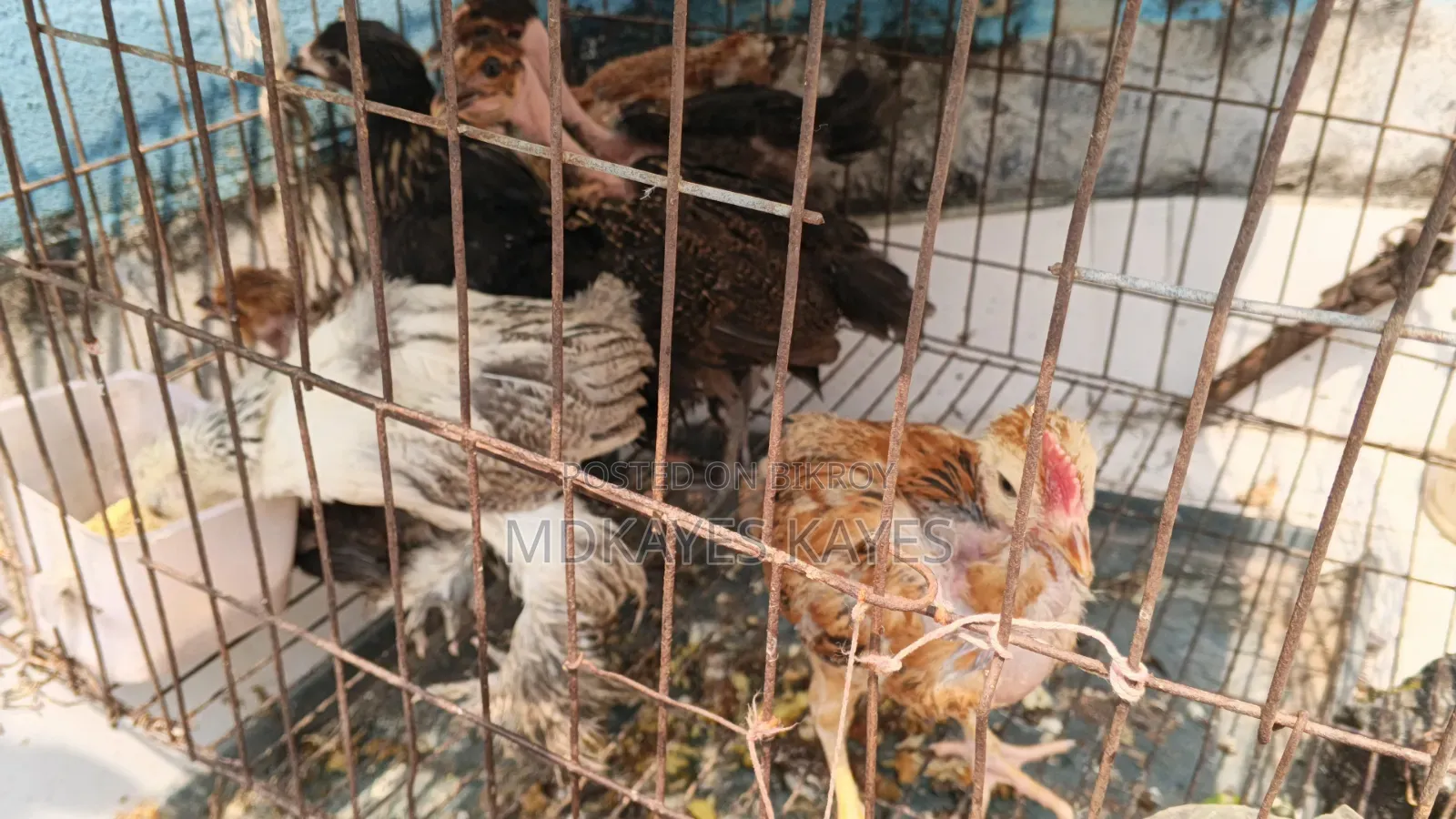 Local Chicken Chick