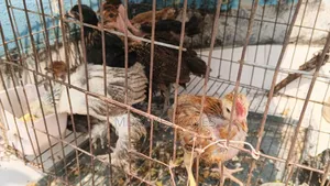 Local Chicken Chick