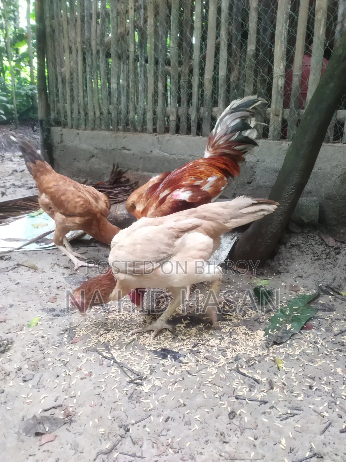 Fighter Rooster