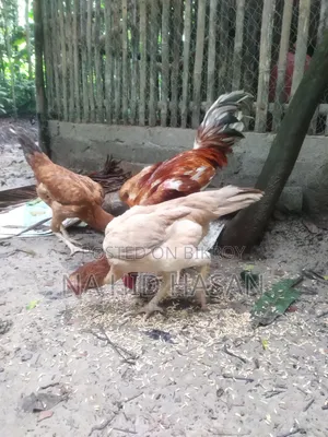 Fighter Rooster