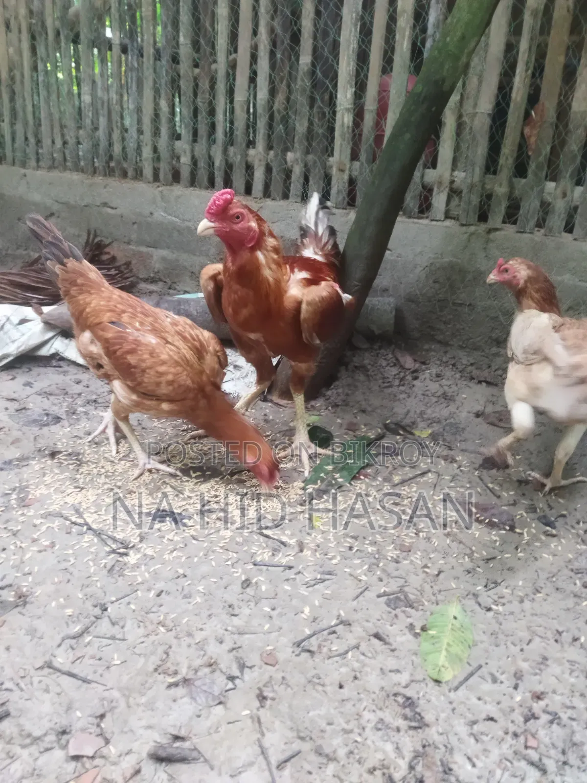 Fighter Rooster