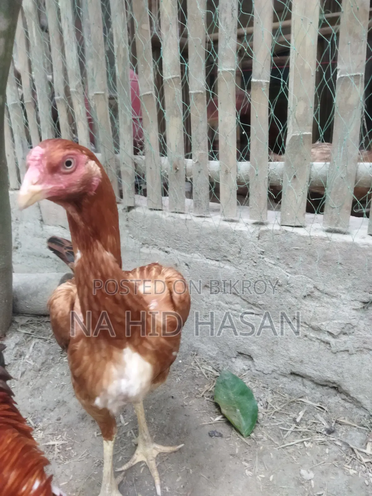Fighter Rooster