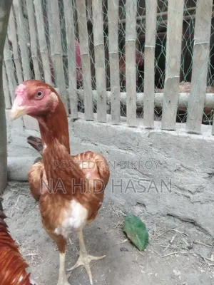 Fighter Rooster
