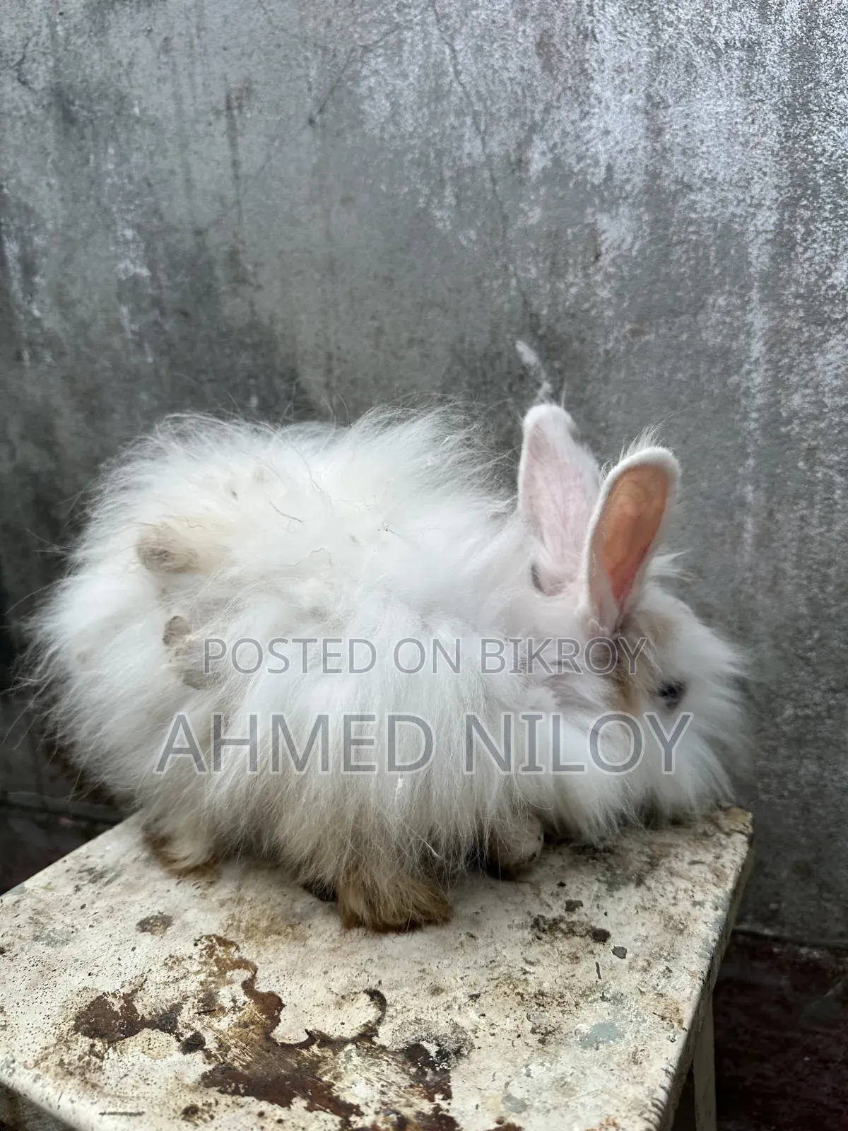 Lionhead Rabbit