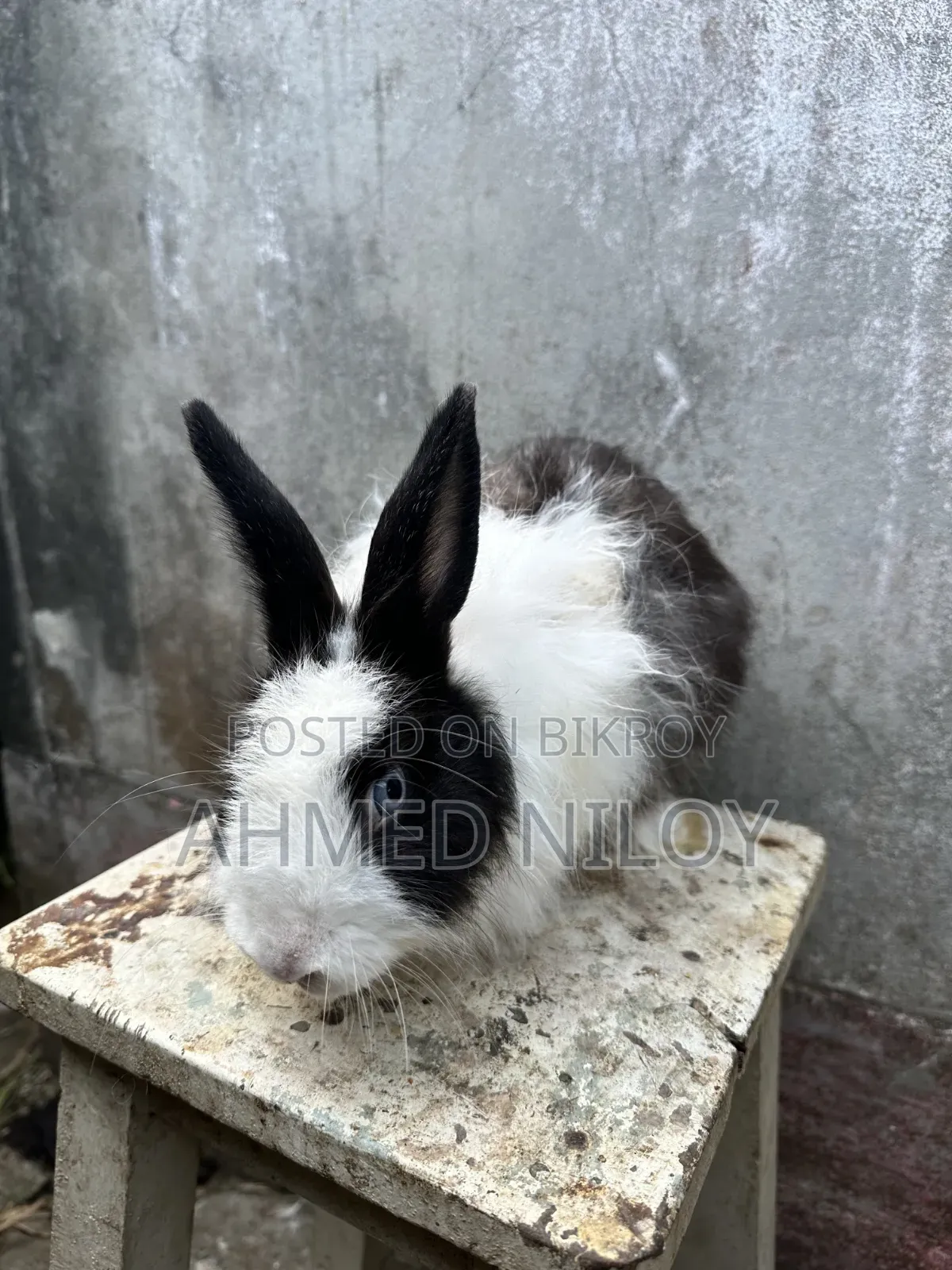 Lionhead Rabbit
