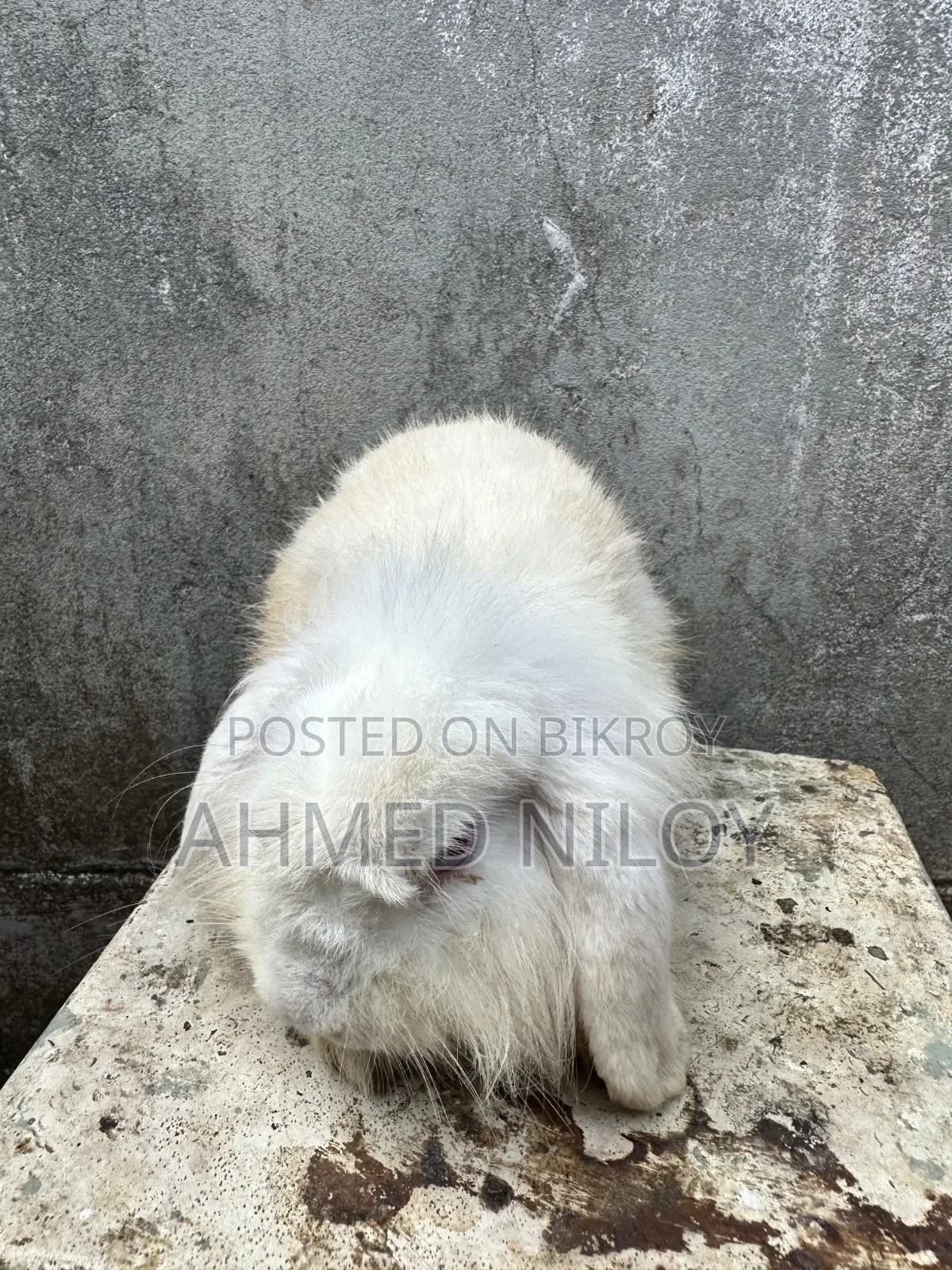 Lionhead Rabbit