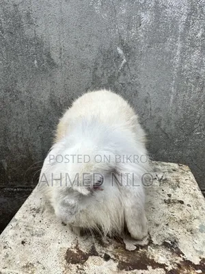 Lionhead Rabbit