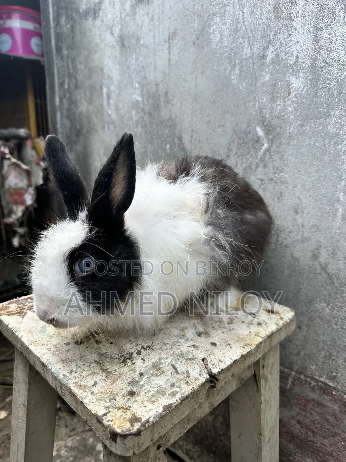 Lionhead Rabbit