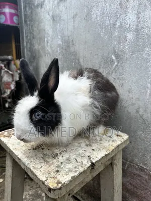 Lionhead Rabbit