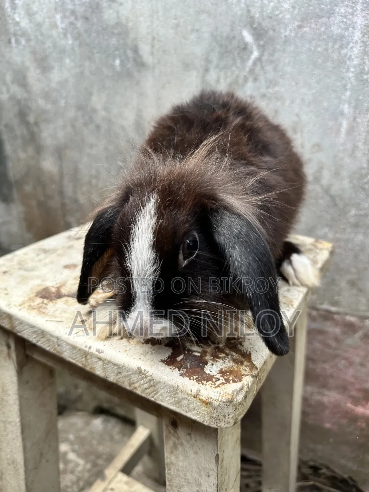 Lionhead Rabbit