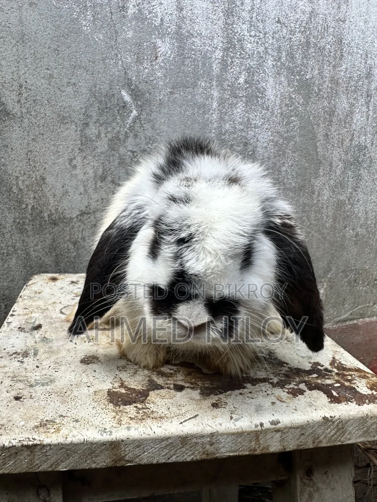 Lionhead Rabbit