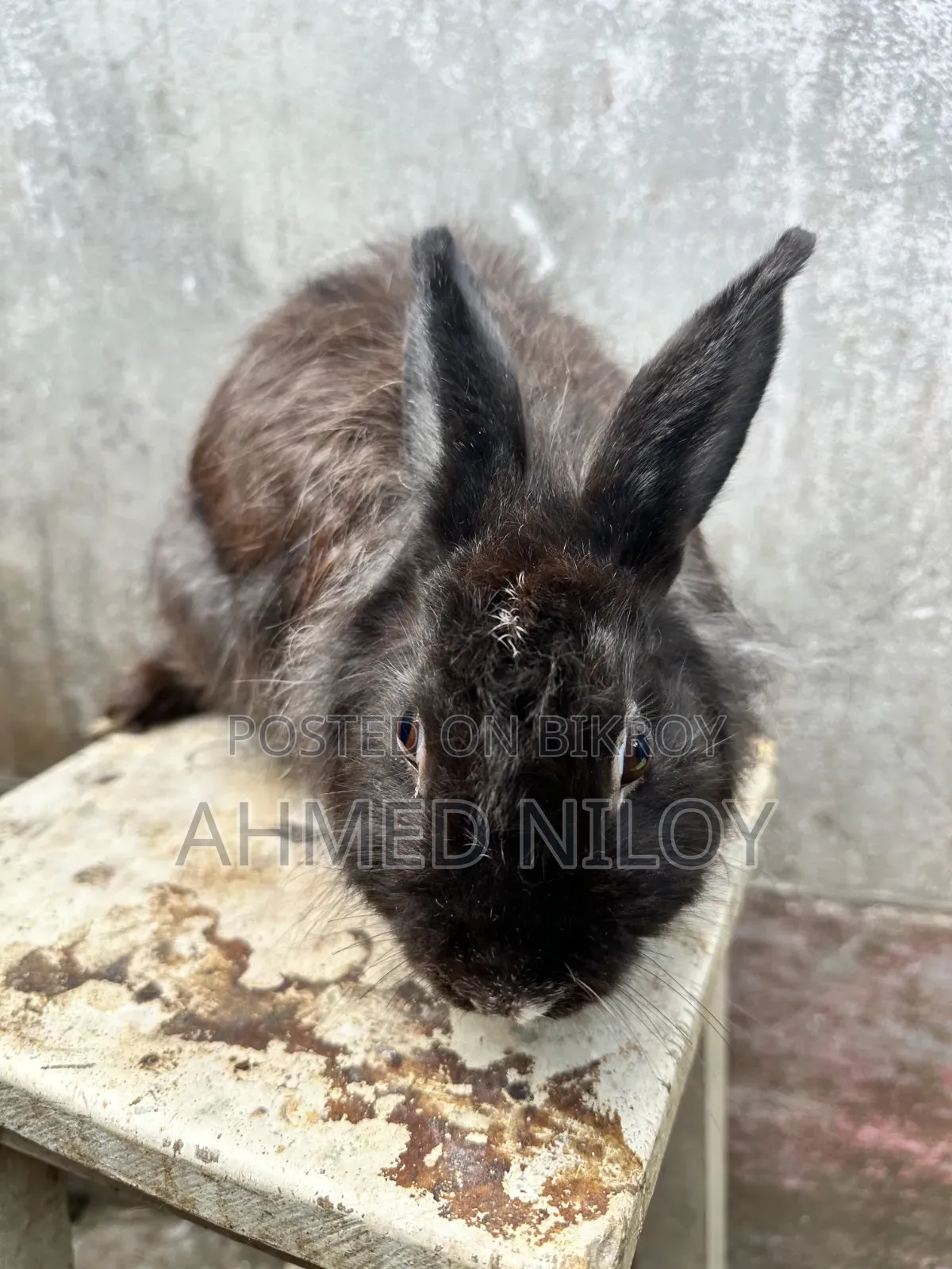 Lionhead Rabbit