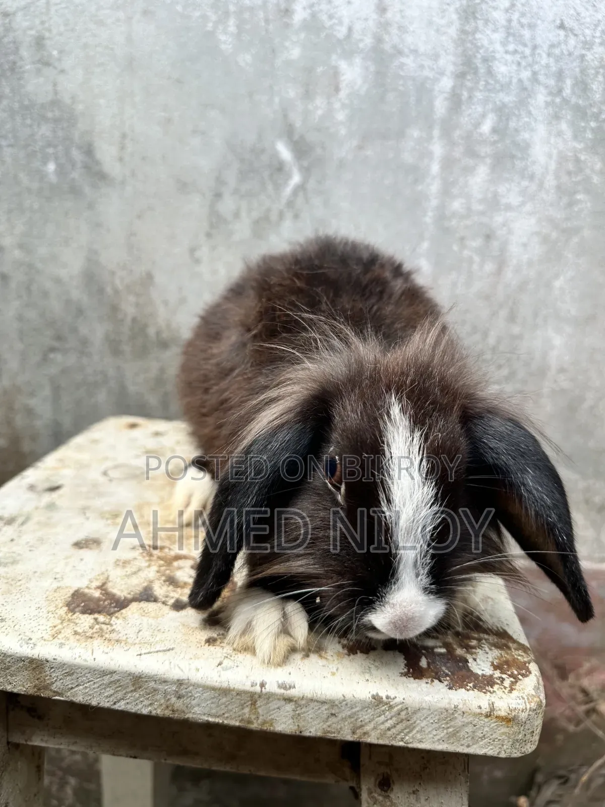 Lionhead Rabbit