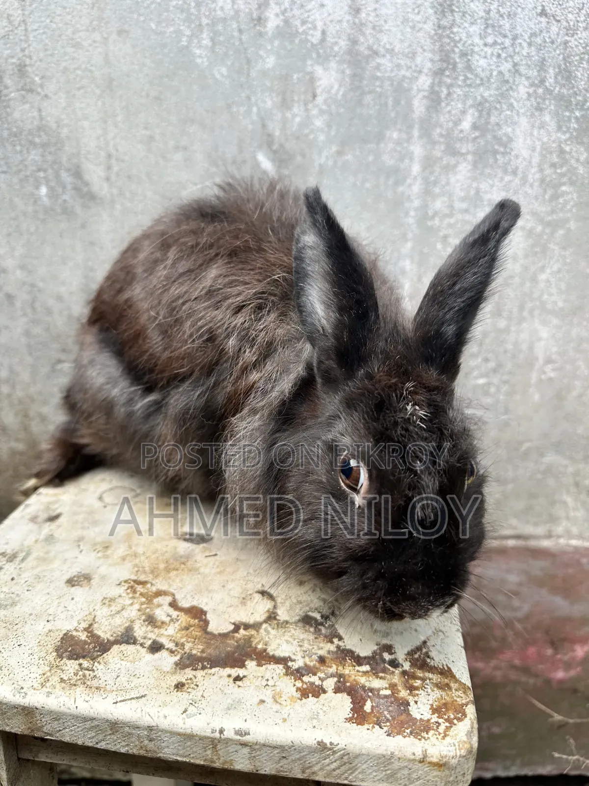 Lionhead Rabbit