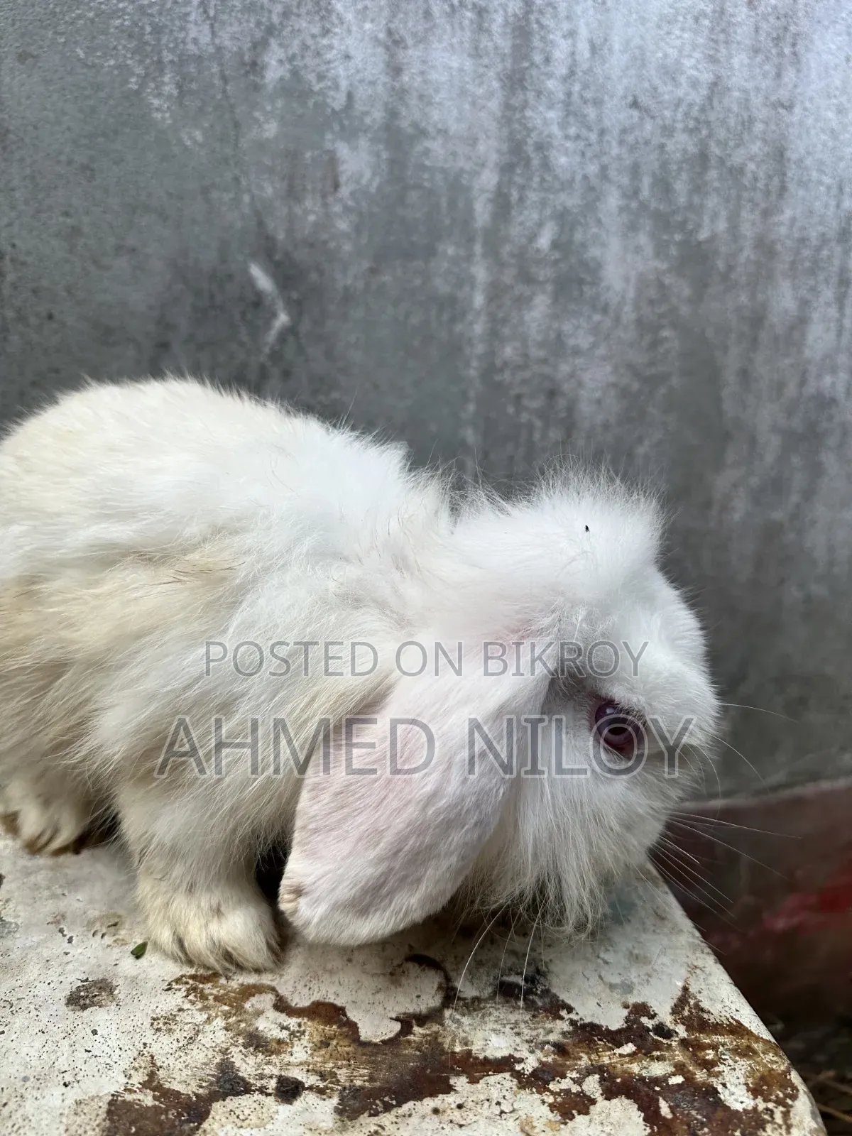 Lionhead Rabbit