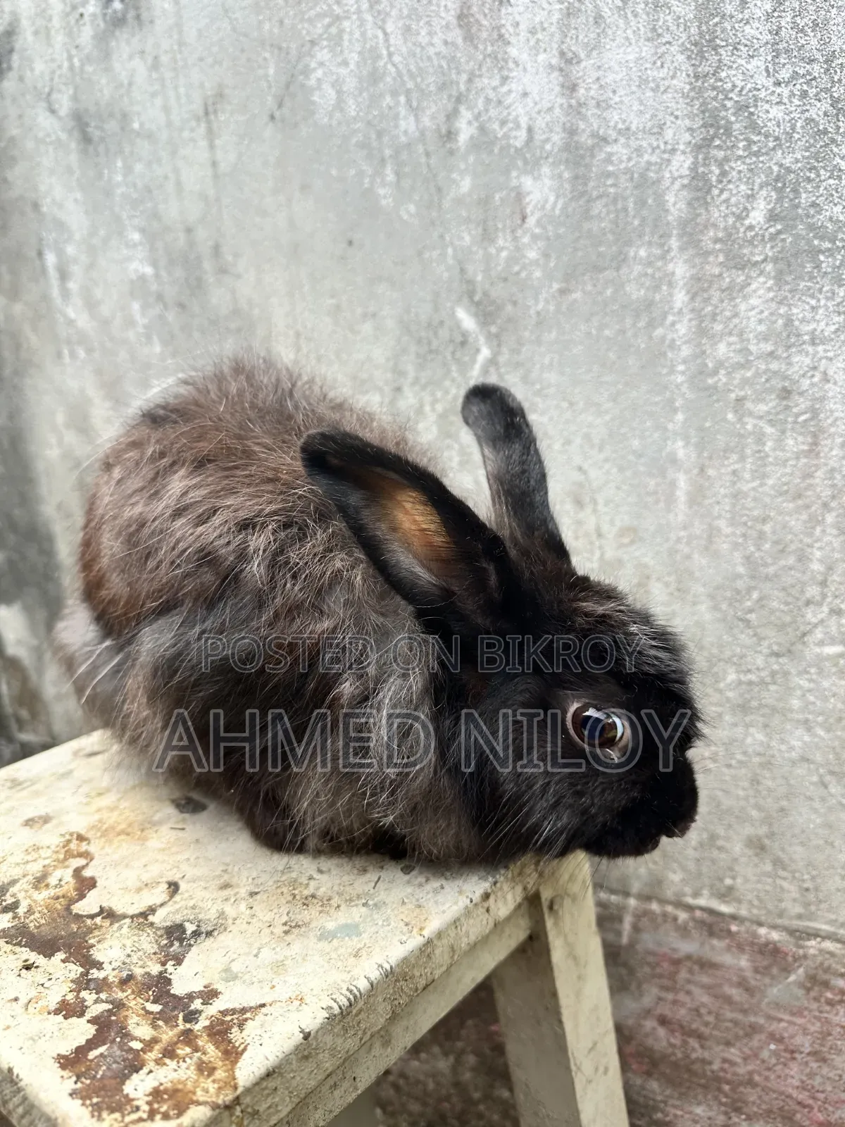 Lionhead Rabbit