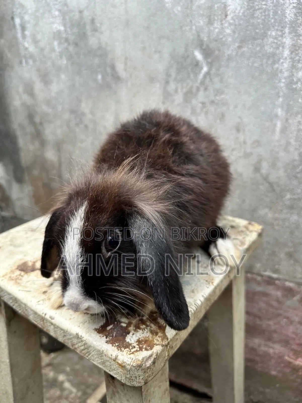 Lionhead Rabbit
