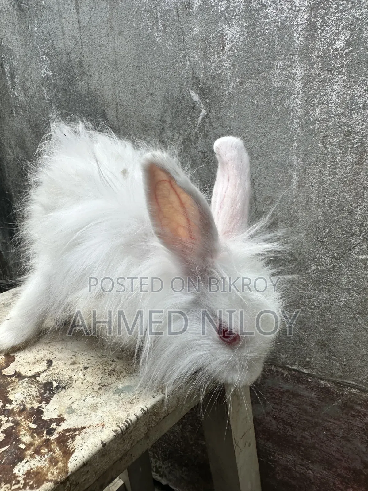 Lionhead Rabbit