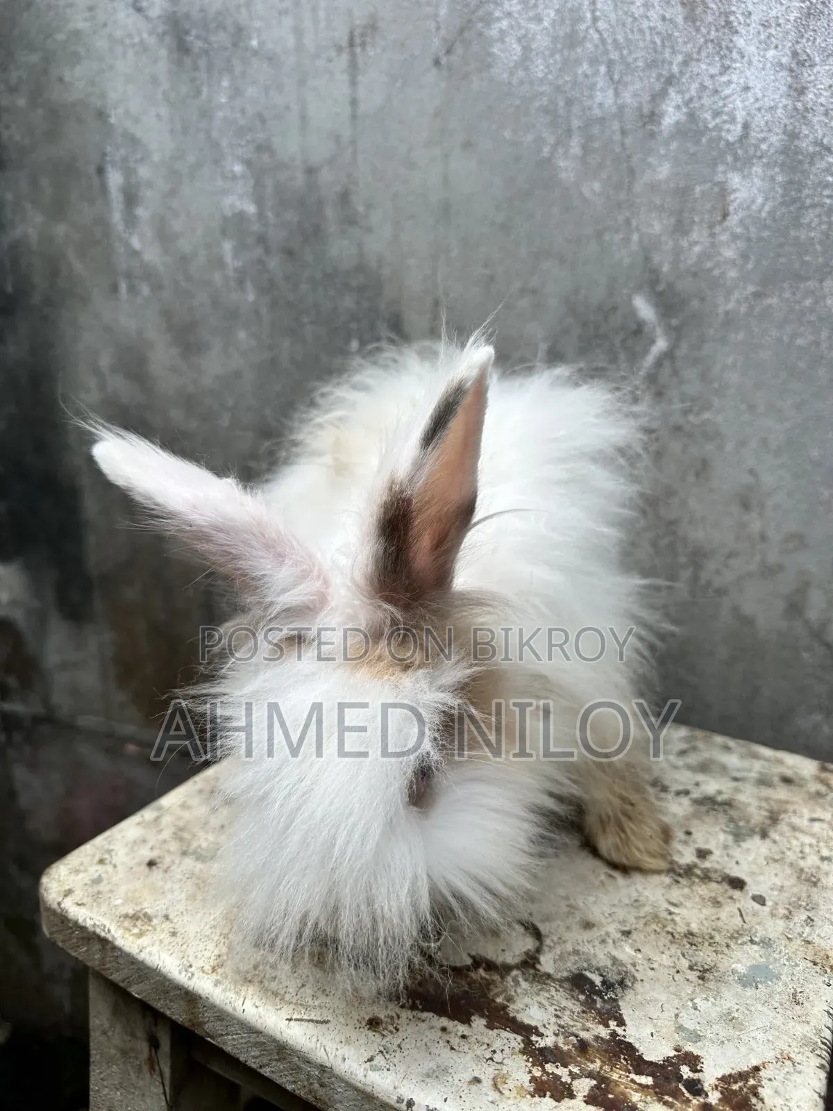 Lionhead Rabbit