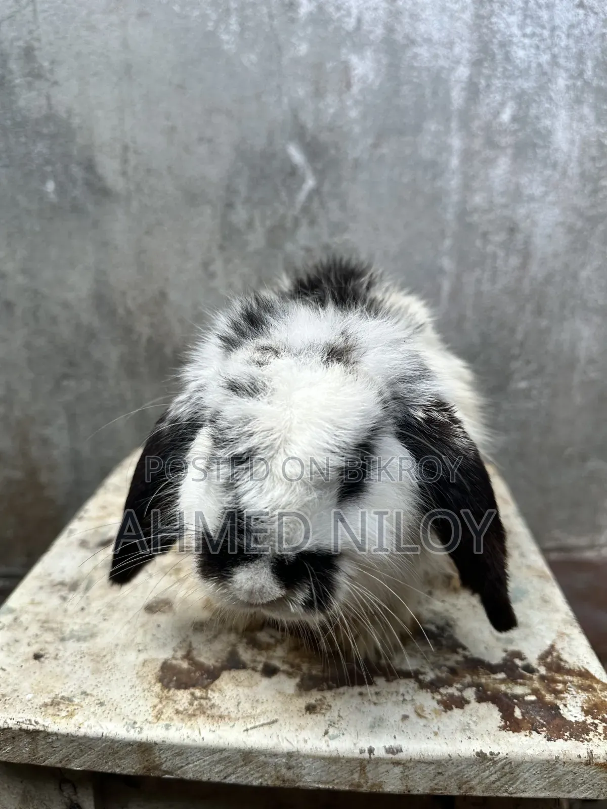Lionhead Rabbit
