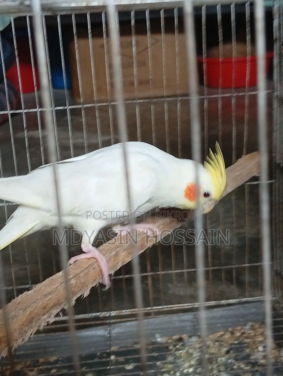 কোকাটেল পাখি