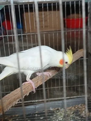 কোকাটেল পাখি