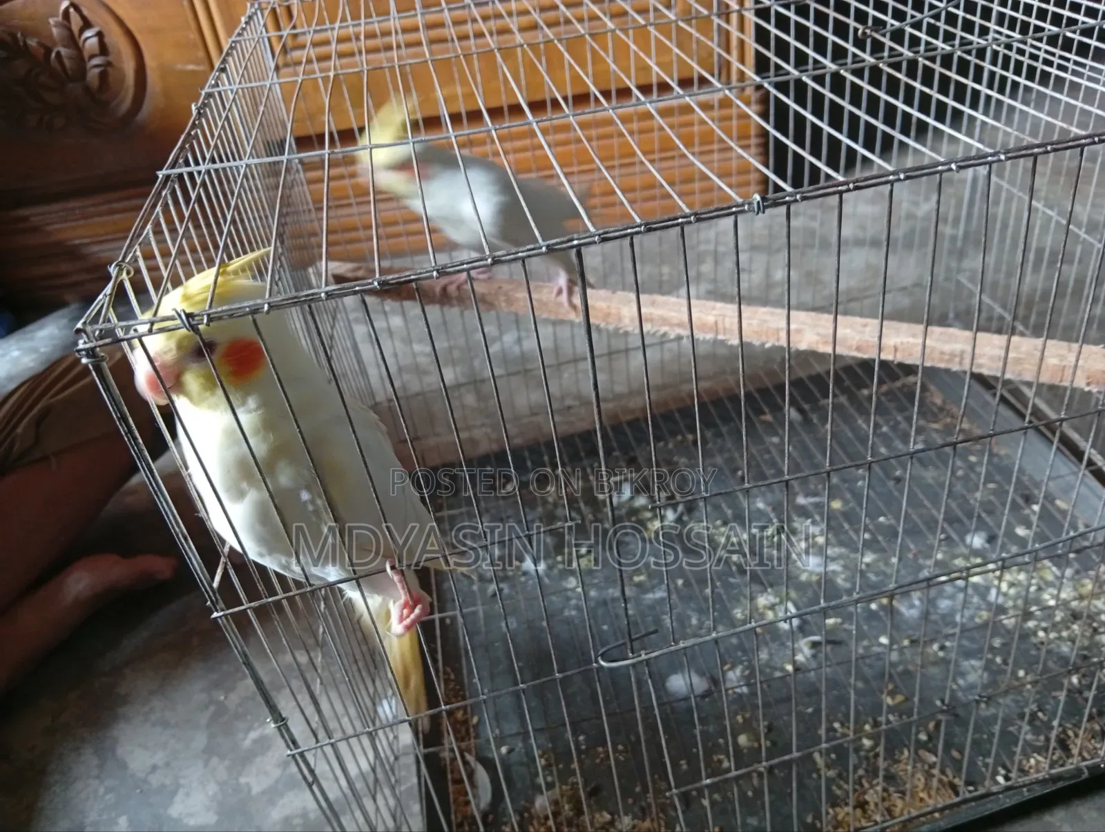 কোকাটেল পাখি