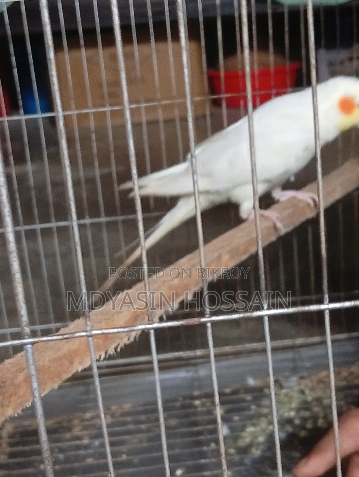 কোকাটেল পাখি