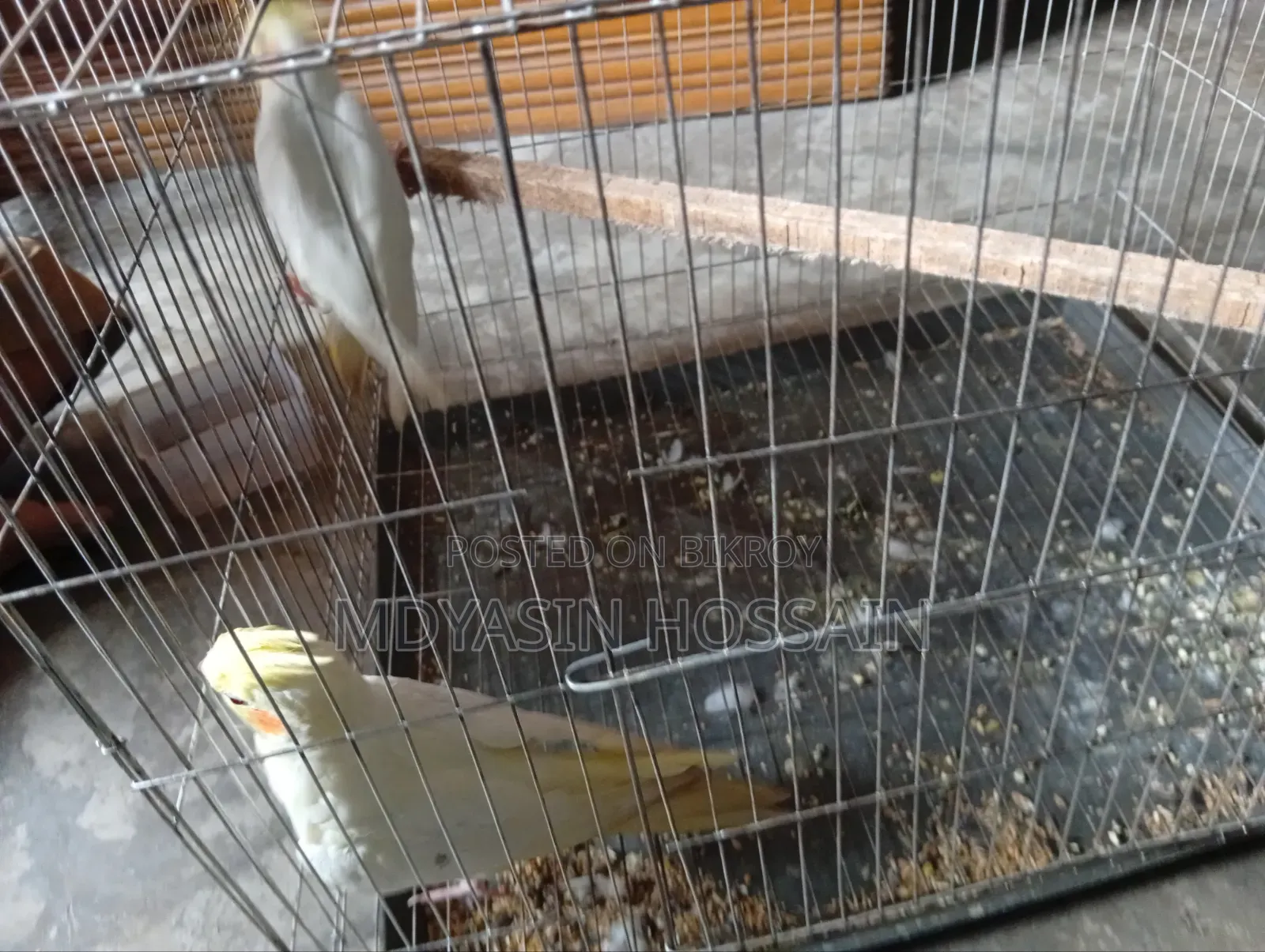 কোকাটেল পাখি