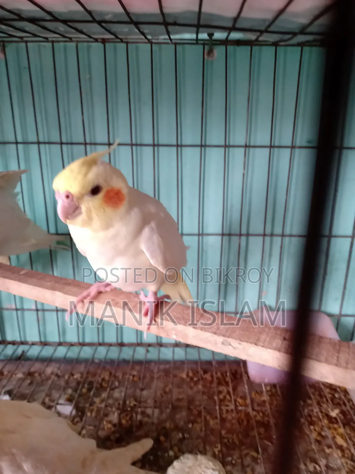 Cockatiel Bird