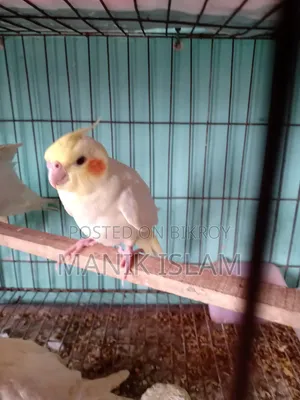 Cockatiel Bird